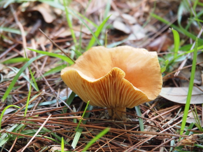 [A large tan mushroom with a top which is curled up like a bowl.]